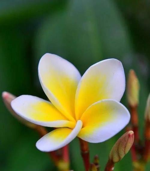 花开诉求，请求原谅的花（以花语传达内心的悔意）