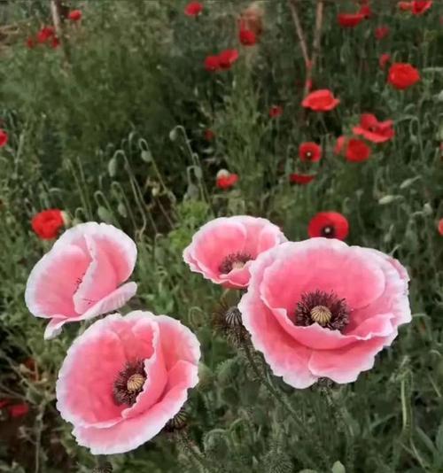 伤心花的花语及其表达方式（探索花语世界中的伤心情感）