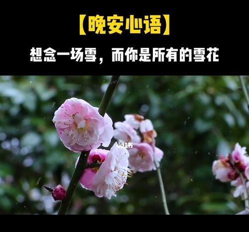 花语中的思念之花（以花朵为媒介传递思念之情）