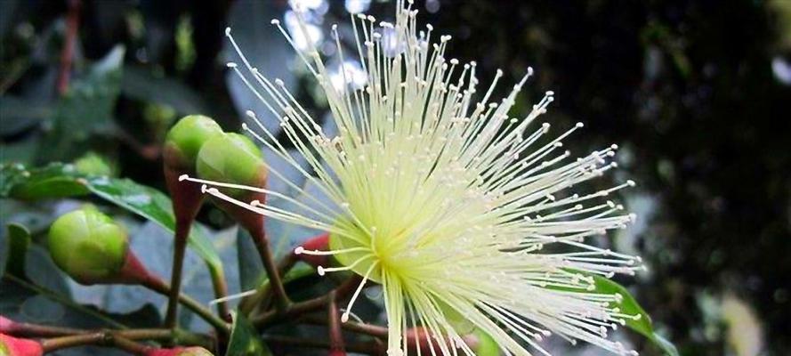 忧伤花语（以花语诠释情感世界）