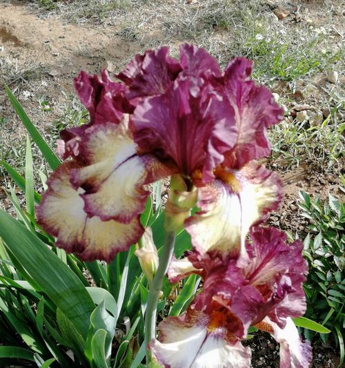 友情的花——用花语表达真挚友谊（以花为媒介）