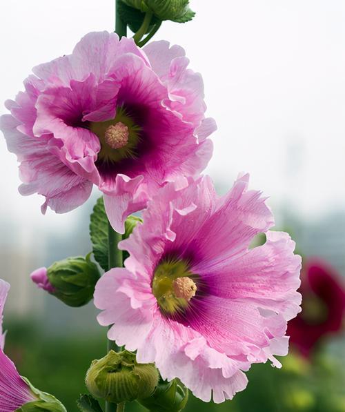 花开致敬，教师恩情永留（以鲜花致敬）