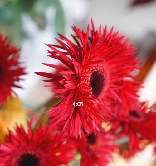 花语传递尊重之美（用花语表达对他人的尊重）