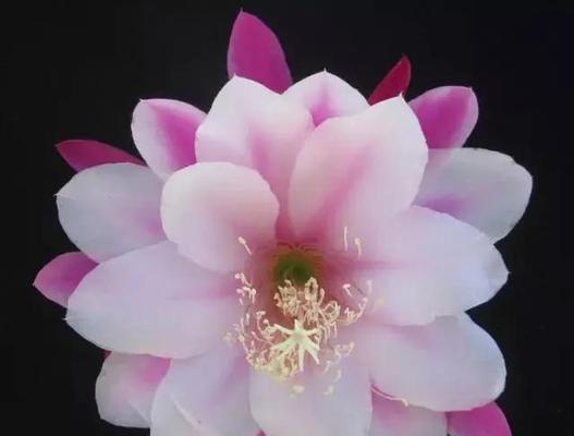 以波路开花（探寻花海中的奇妙世界）