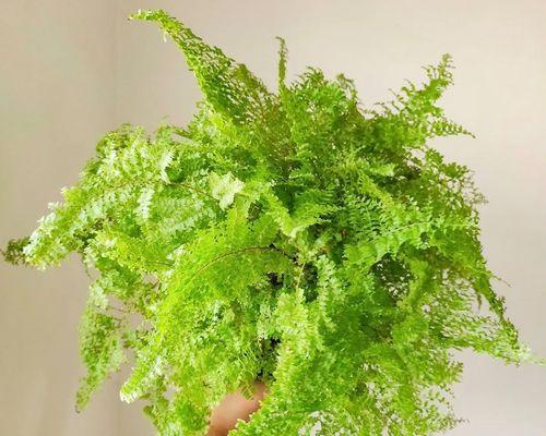 以波士顿蕨的风水作用及寓意（摆放风水禁忌与注意事项）