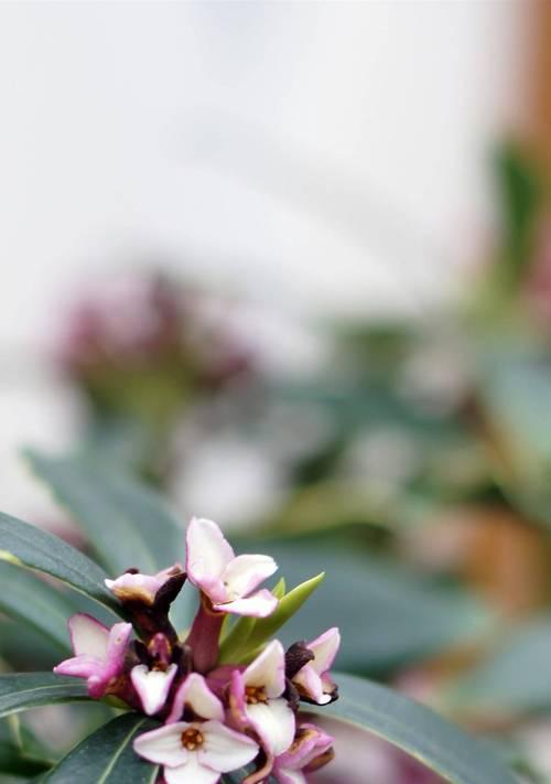 瑞香花的花语之色彩缤纷的寓意（不同颜色瑞香花的花语及象征意义）