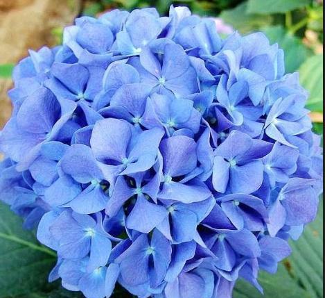 绣球花花语与颜色搭配（探索绣球花不同颜色的花语意义）