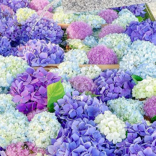绣球花花语与颜色搭配（探索绣球花不同颜色的花语意义）