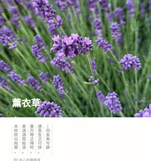 薰衣草花语的多彩世界（探索不同颜色薰衣草的内涵和象征意义）