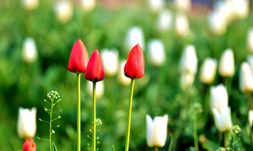 不同颜色郁金香花语之美（探寻郁金香的奥秘与意义）