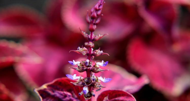 彩叶草开花的花语与寓意（彩叶草盛开之时）