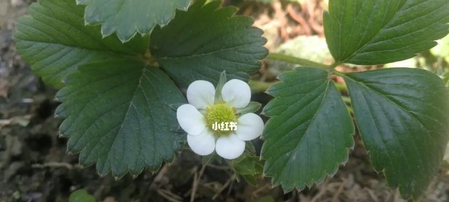 草莓花（探寻草莓花在文化中的意义与象征）