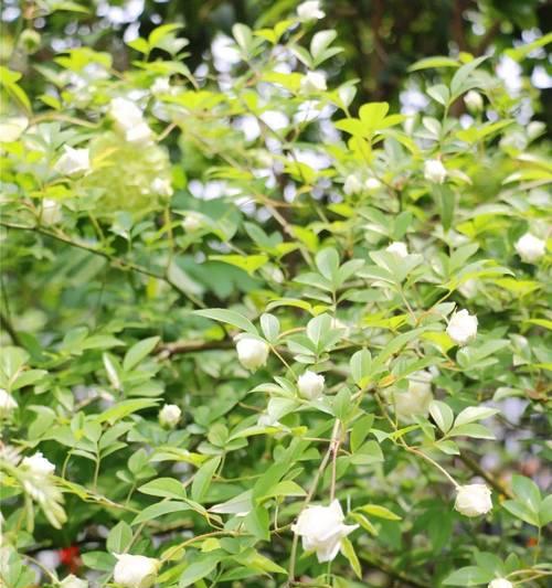 沉香树的风水作用与寓意（揭示沉香树在风水学中的神秘力量）