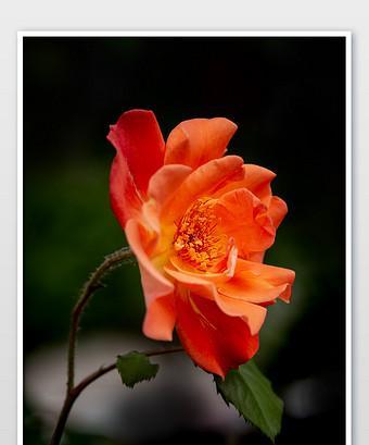 橙色蔷薇花语与代表意义（绽放热情）