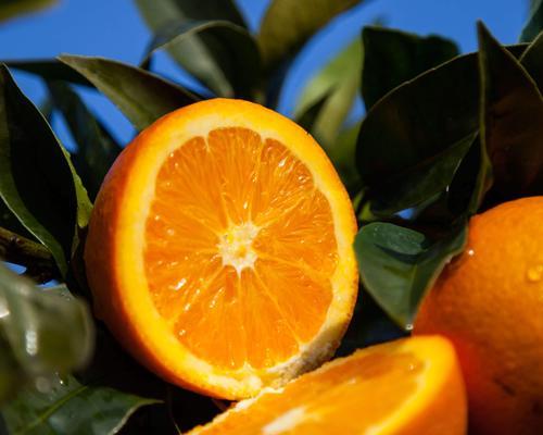 橙子（橙子的象征意义及其在文化中的重要性）