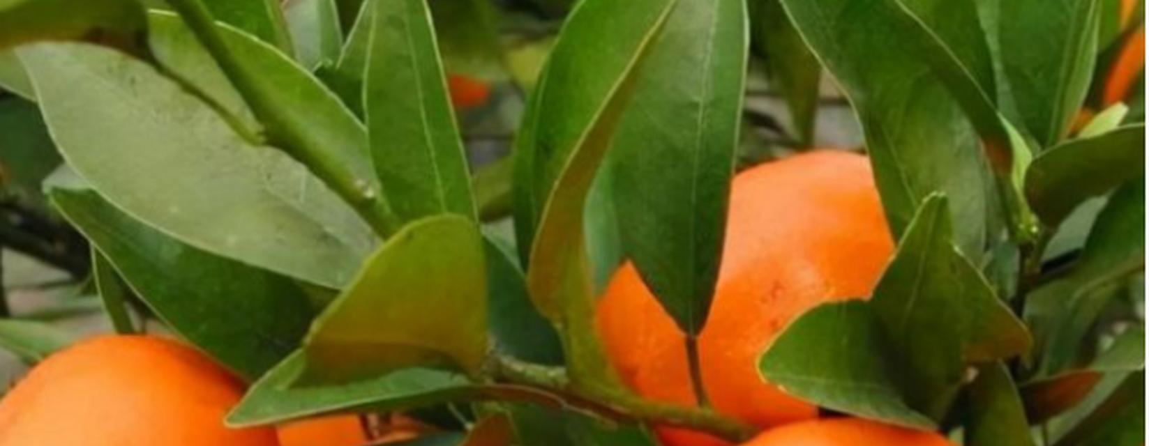 橙子（橙子的象征意义及其在文化中的重要性）