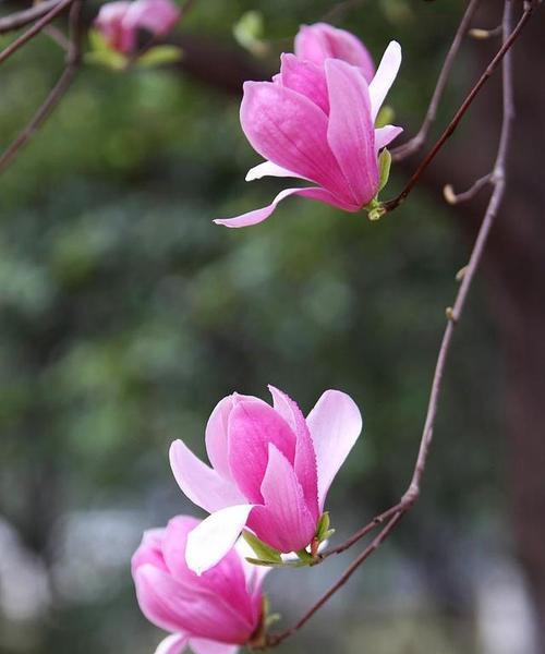 大理市的市花——茶花的美丽与意义（探寻大理市花茶花的花语和文化内涵）