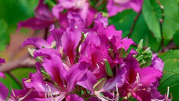 大理市的市花——茶花的美丽与意义（探寻大理市花茶花的花语和文化内涵）