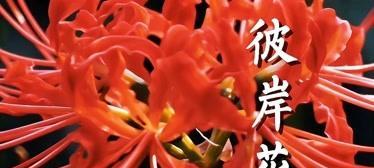 恶魔之花——邪恶与美丽的交织（揭秘“恶魔之花”的神秘面纱）