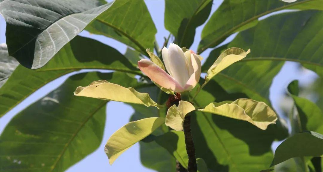 和平之花（探索世界上象征和平的植物）