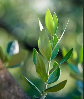 和平之花（探索世界上象征和平的植物）