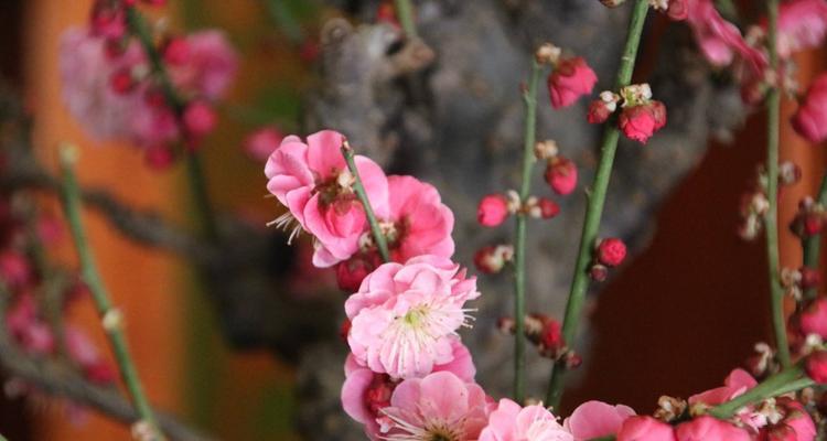 傲骨花开，坚强之美（用花朵诠释不屈的力量）