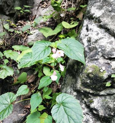 坚韧植物的力量（探索生命的奇迹）