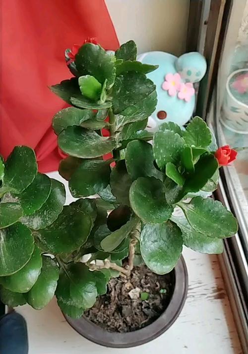 寿命长的植物-健康长寿的象征（植物带来健康与长寿的奥秘）