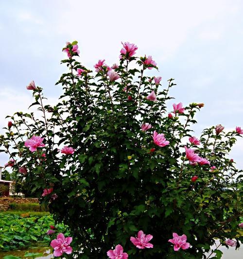 平凡花的坚韧与美丽（探寻平凡花背后的生命智慧与内涵）