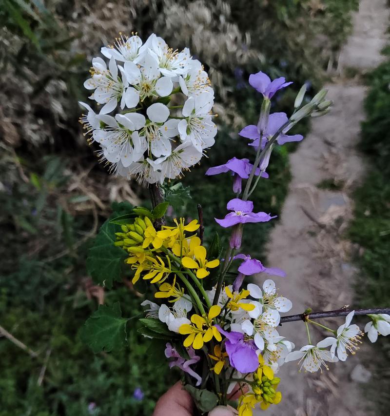 平凡花的坚韧与美丽（探寻平凡花背后的生命智慧与内涵）