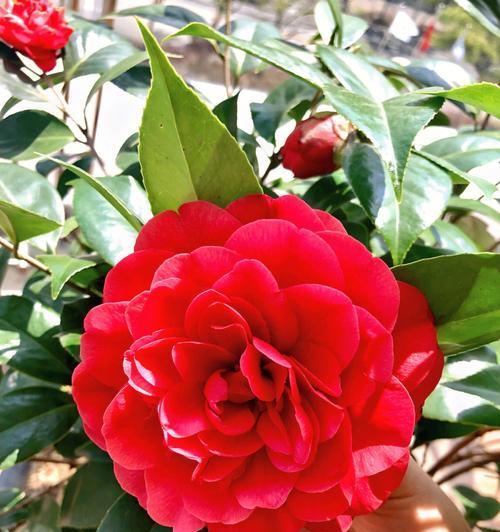 热情盛开，芬芳四溢——以代表热烈张扬的花为主题（自然之美）