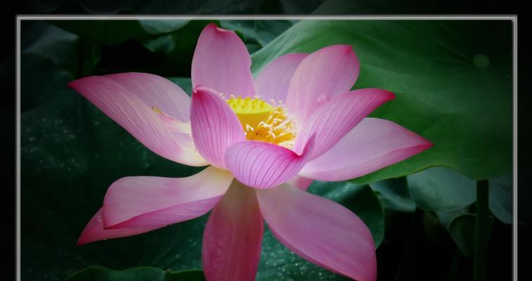 热情盛开，芬芳四溢——以代表热烈张扬的花为主题（自然之美）