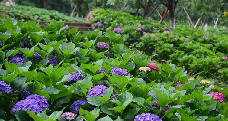 四季花开，颂赞大自然的美丽（以代表四季的植物为媒介）