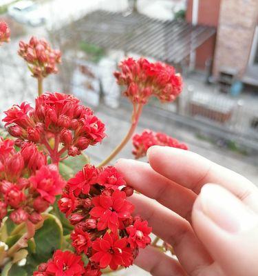 盛开的花朵（当代文明中的花卉美学——以花朵为媒介传递希望的力量）