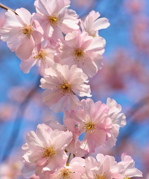 盛开的花朵（当代文明中的花卉美学——以花朵为媒介传递希望的力量）