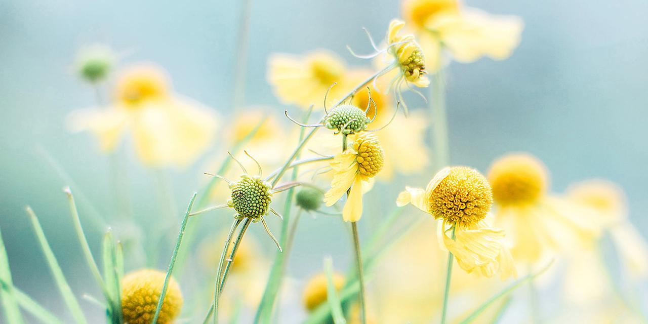 夏天的绿色盛宴（揭秘夏季最美的15种植物）