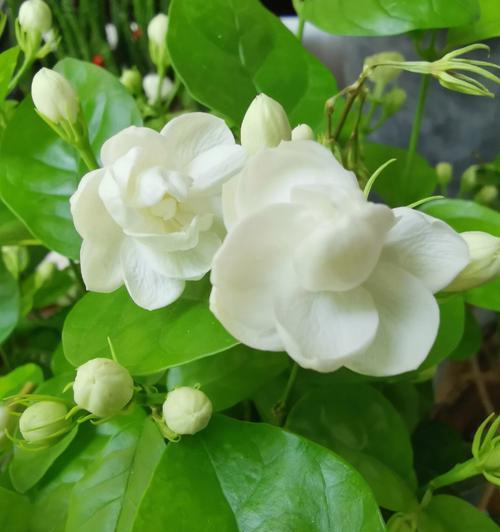 花开学成，绽放成功之路（花语）