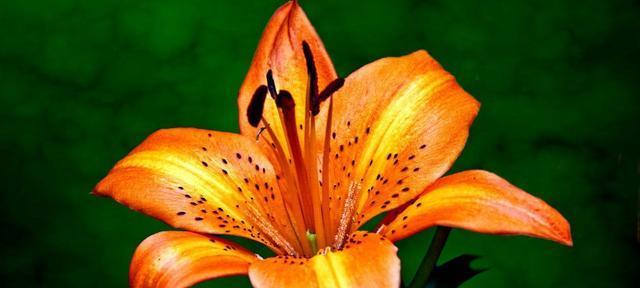 花开学成，绽放成功之路（花语）