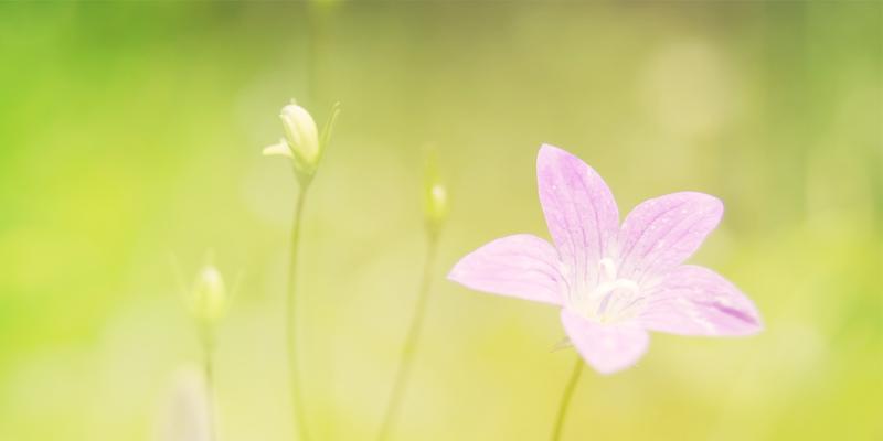 友情的花园（深入探索友情与植物的奇妙联系）