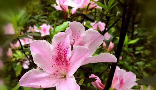 花语探秘（美丽与欲望的绽放——揭秘以代表欲望的花语）