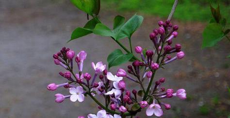 丁香花的花语与含义（揭开丁香花背后的神秘面纱）