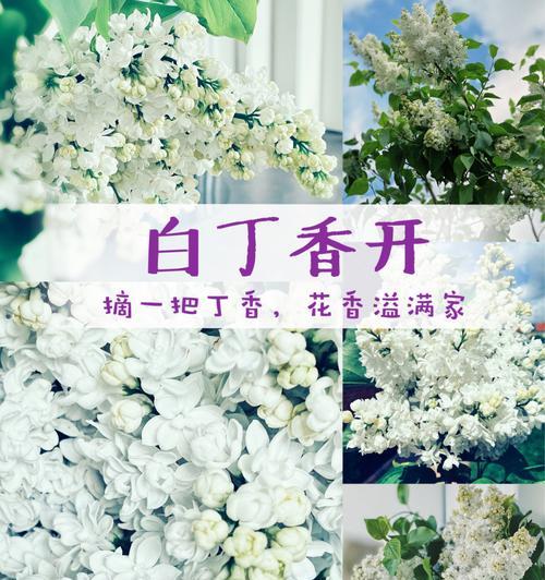 丁香花语及其寓意（传递美好与思念的花朵——丁香花）