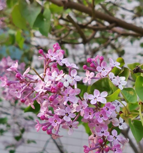 丁香花语及其寓意（传递美好与思念的花朵——丁香花）