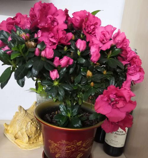 杜鹃花的花语与象征意义（探索杜鹃花的美丽与内涵）