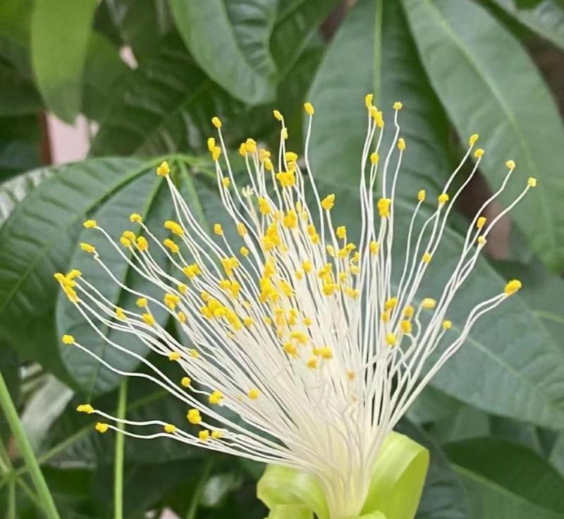 发财树开花的预兆与寓意（揭秘发财树开花的奥秘）