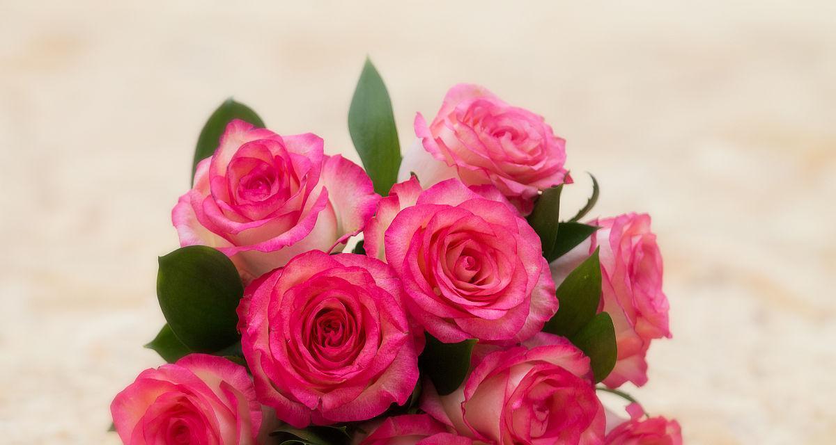 粉玫瑰花语之意义与赠送对象（表达浪漫与感恩的花语语言与适宜对象）