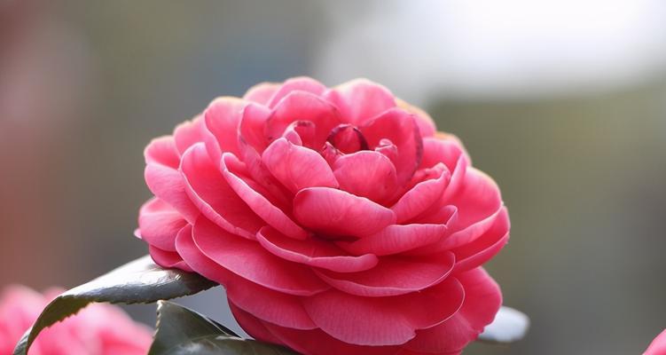 粉色山茶花的花语与代表意义（浪漫粉色）