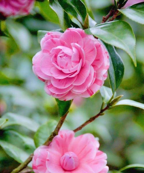 粉色山茶花的花语与代表意义（浪漫粉色）