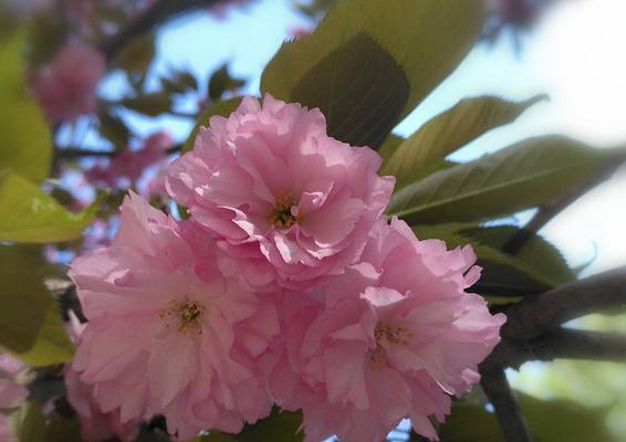 粉色樱花的花语及意义解析（探寻粉色樱花的浪漫与美丽）