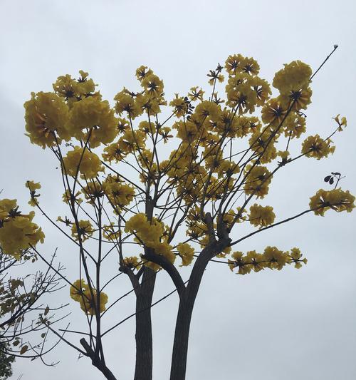 风铃子花语（追寻自由与安宁）